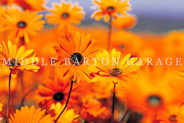 BRAKE SEAL KIT 1100R/850 SPORT 1st SRS